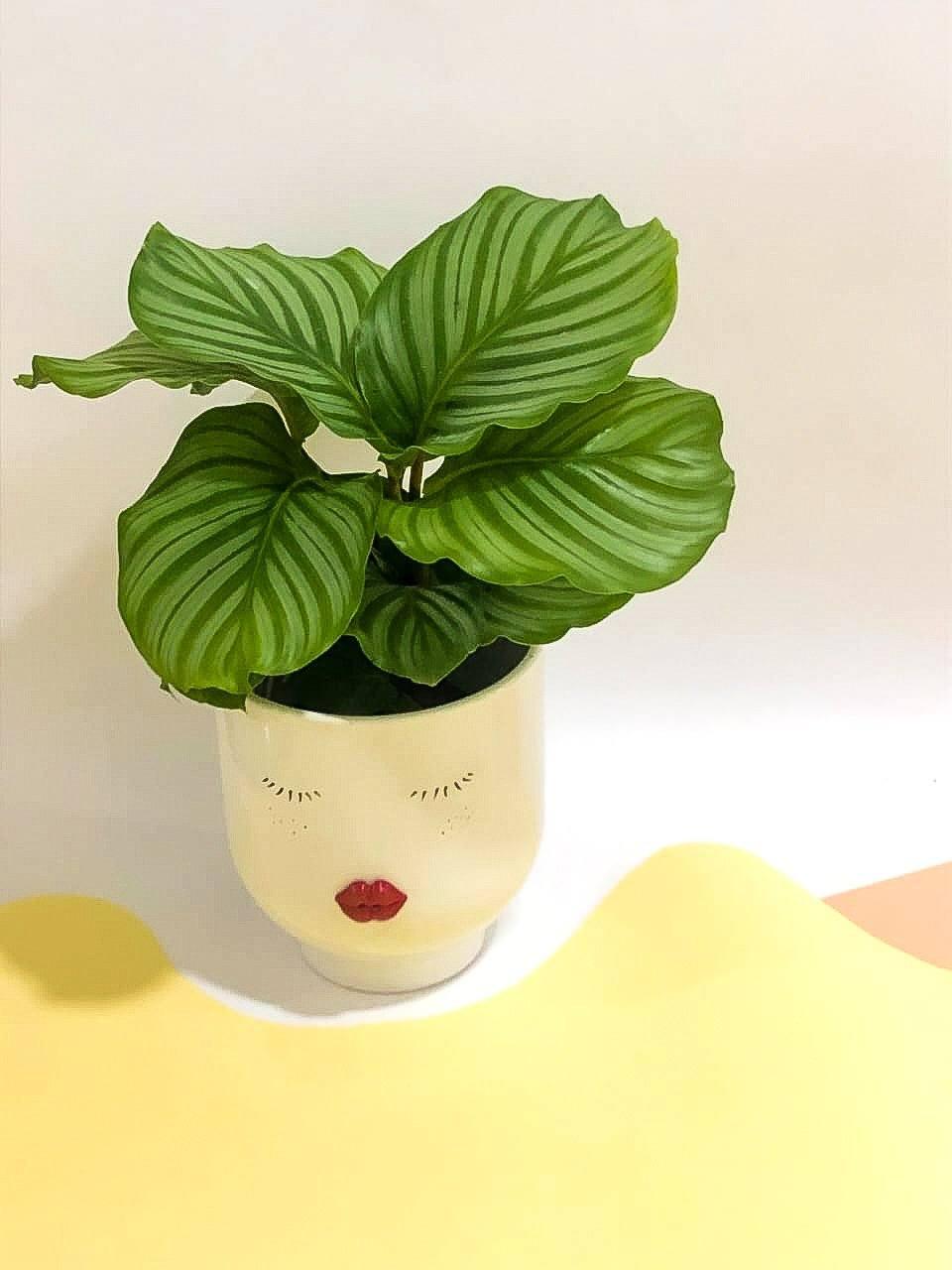 Calathea Orbifolia Plant Studio LLC 