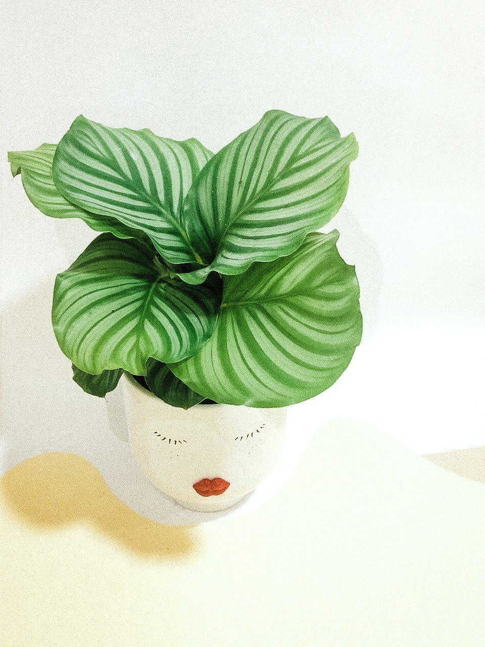 Calathea Orbifolia Plant Studio LLC 