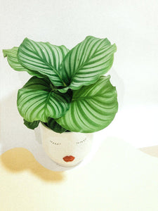 Calathea Orbifolia Plant Studio LLC 
