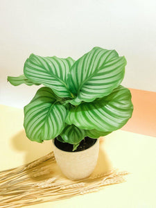 Calathea Orbifolia Plant Studio LLC 