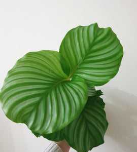 Calathea Orbifolia Plant Studio LLC 
