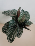 Calathea Ornata Plant Studio LLC 