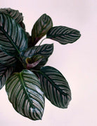 Calathea Ornata Plant Studio LLC 