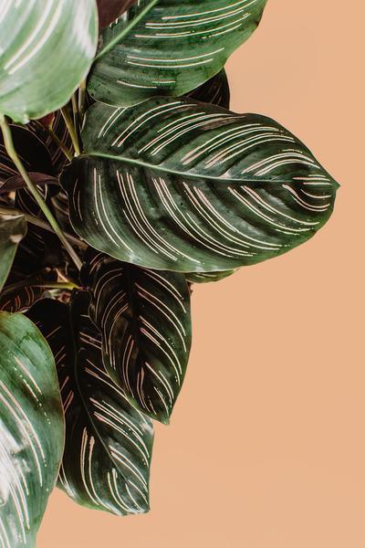 Calathea Ornata Plant Studio LLC 