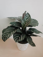 Calathea Ornata Plant Studio LLC 