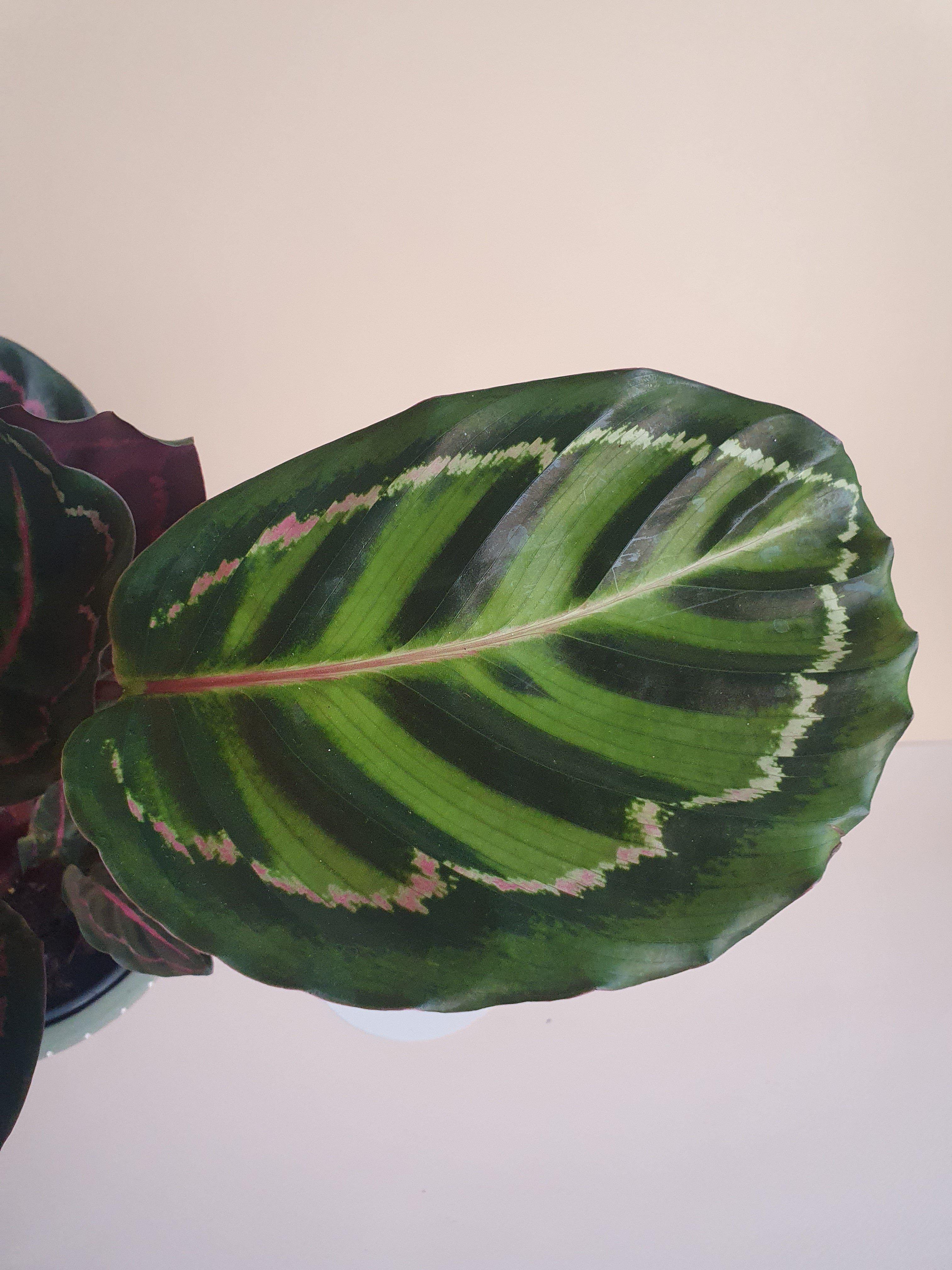 Calathea Roseopicta Cora Plant Studio LLC 