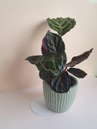 Calathea Roseopicta Cora Plant Studio LLC 