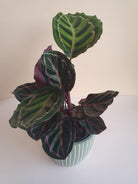 Calathea Roseopicta Cora Plant Studio LLC 