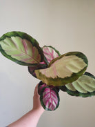 Calathea Roseopicta Plant Studio LLC 