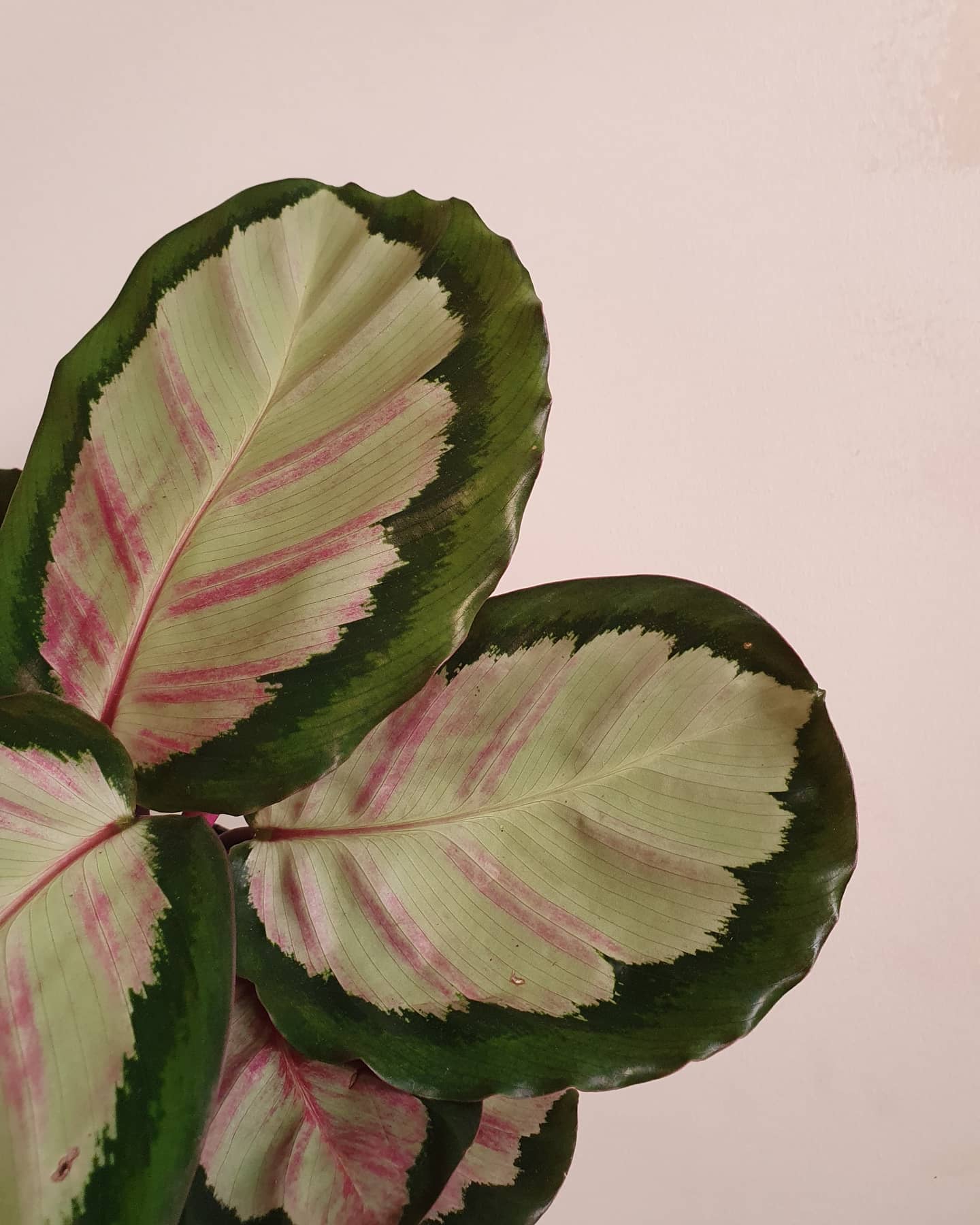 Calathea Roseopicta Plant Studio LLC 