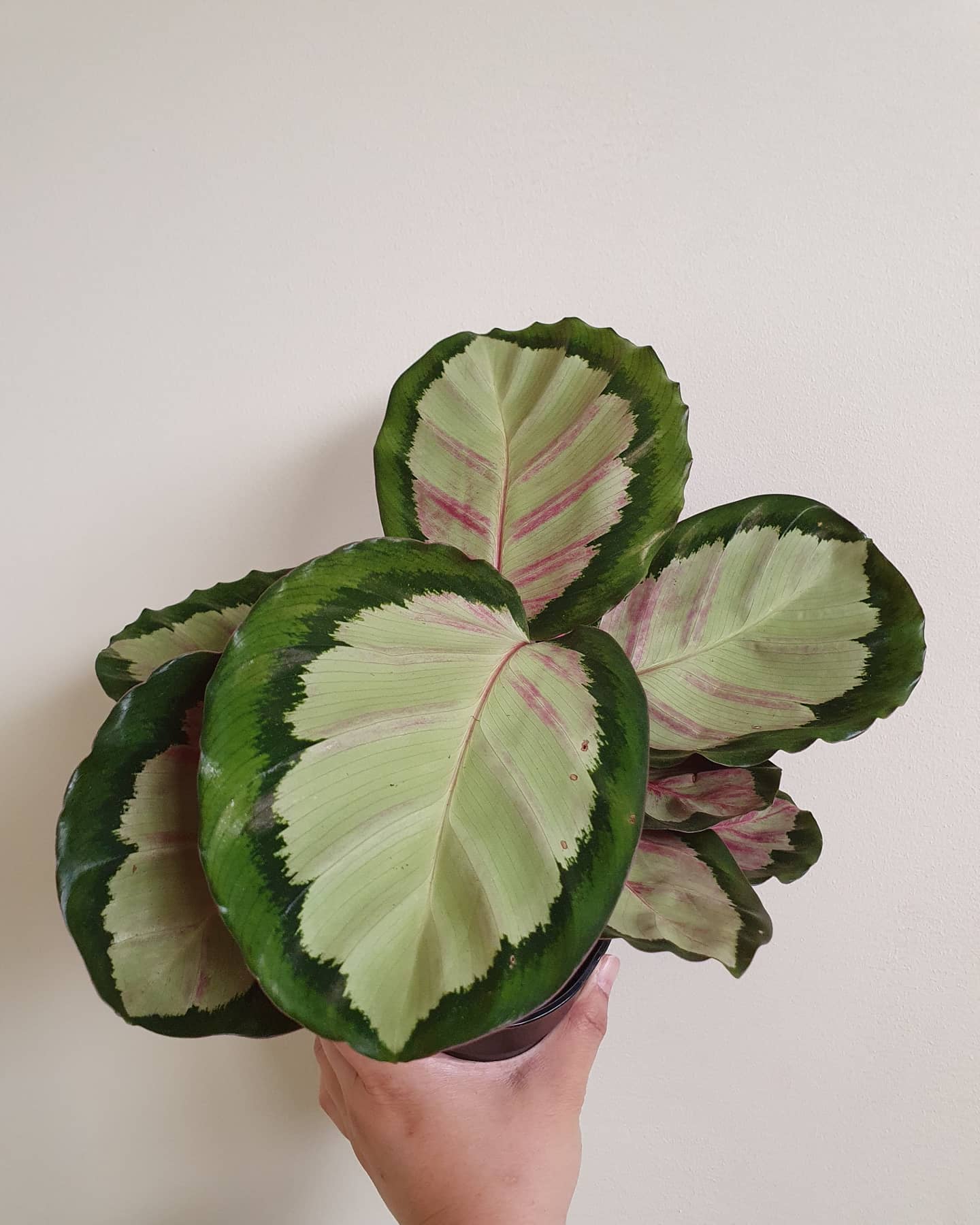 Calathea Roseopicta Plant Studio LLC 