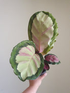 Calathea Roseopicta Plant Studio LLC 