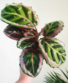 Calathea Roseopicta Silvia Plant Studio LLC 