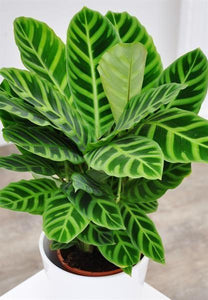 Calathea Zebrina Plant Studio LLC 
