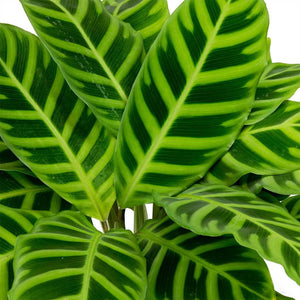 Calathea Zebrina Plant Studio LLC 