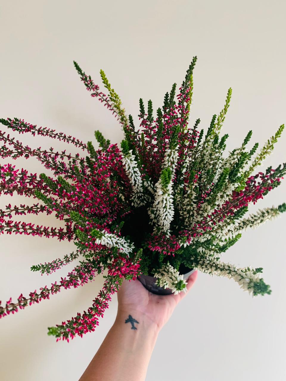 Calluna Vularis 'Garden Girls' Plant Studio LLC 