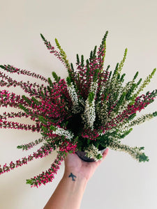Calluna Vularis 'Garden Girls' Plant Studio LLC 