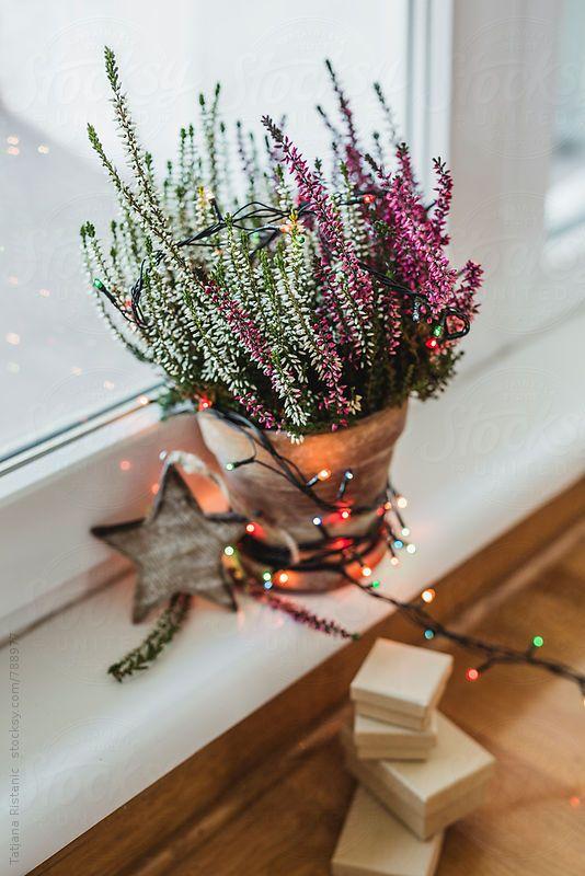 Calluna Vularis 'Garden Girls' Plant Studio LLC 