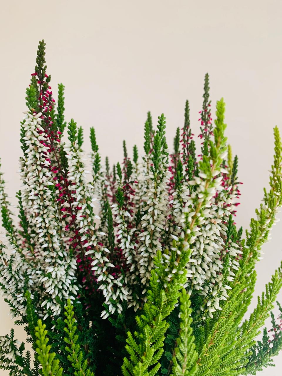 Calluna Vularis 'Garden Girls' Plant Studio LLC 