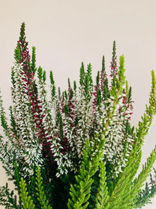 Calluna Vularis 'Garden Girls' Plant Studio LLC 