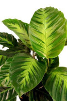 Calathea Misto - Plant Studio LLC