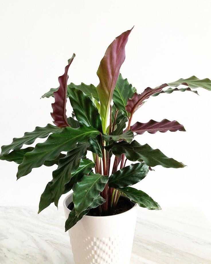 Calathea Rufibarba - Plant Studio LLC