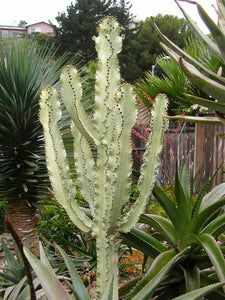 Rare Variegated Euphorbia Ingens (White Cactus)