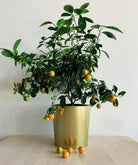 Citrus Plant Studio LLC 