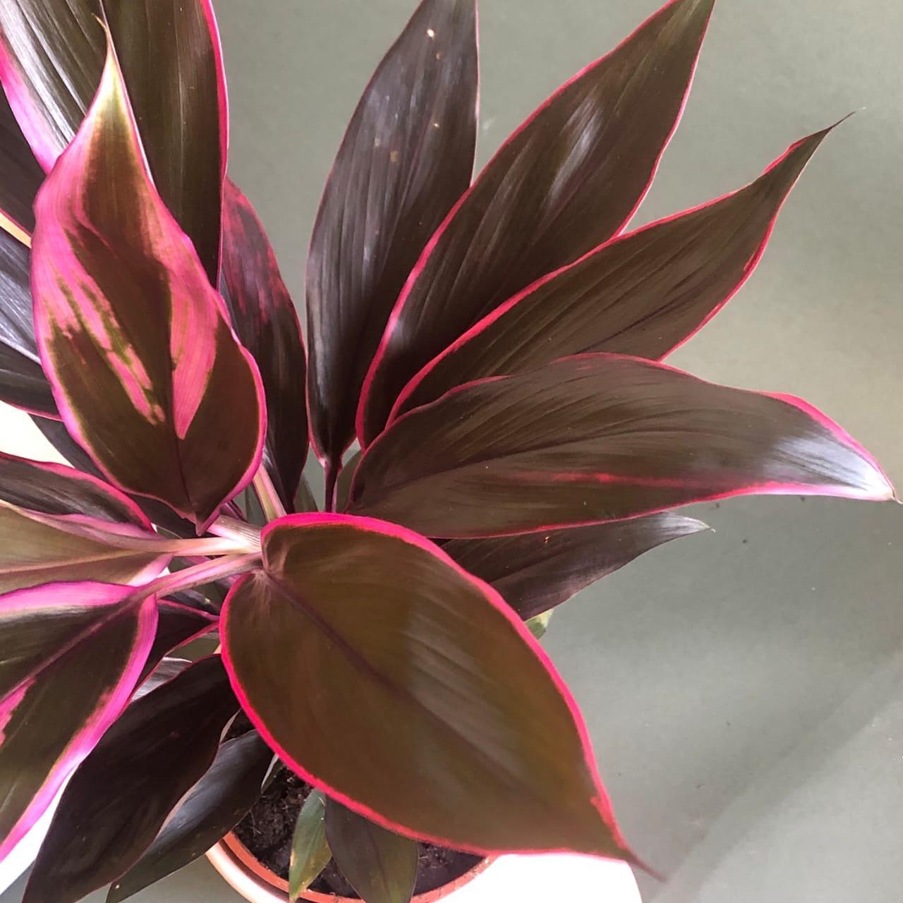 Cordyline Rubra Plant Studio LLC 