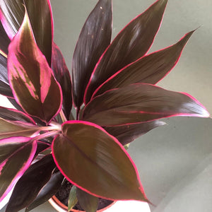 Cordyline Rubra Plant Studio LLC 