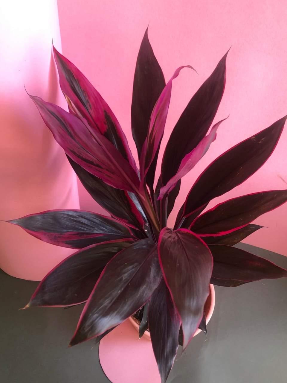 Cordyline Rubra Plant Studio LLC 