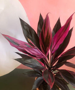 Cordyline Rubra Plant Studio LLC 