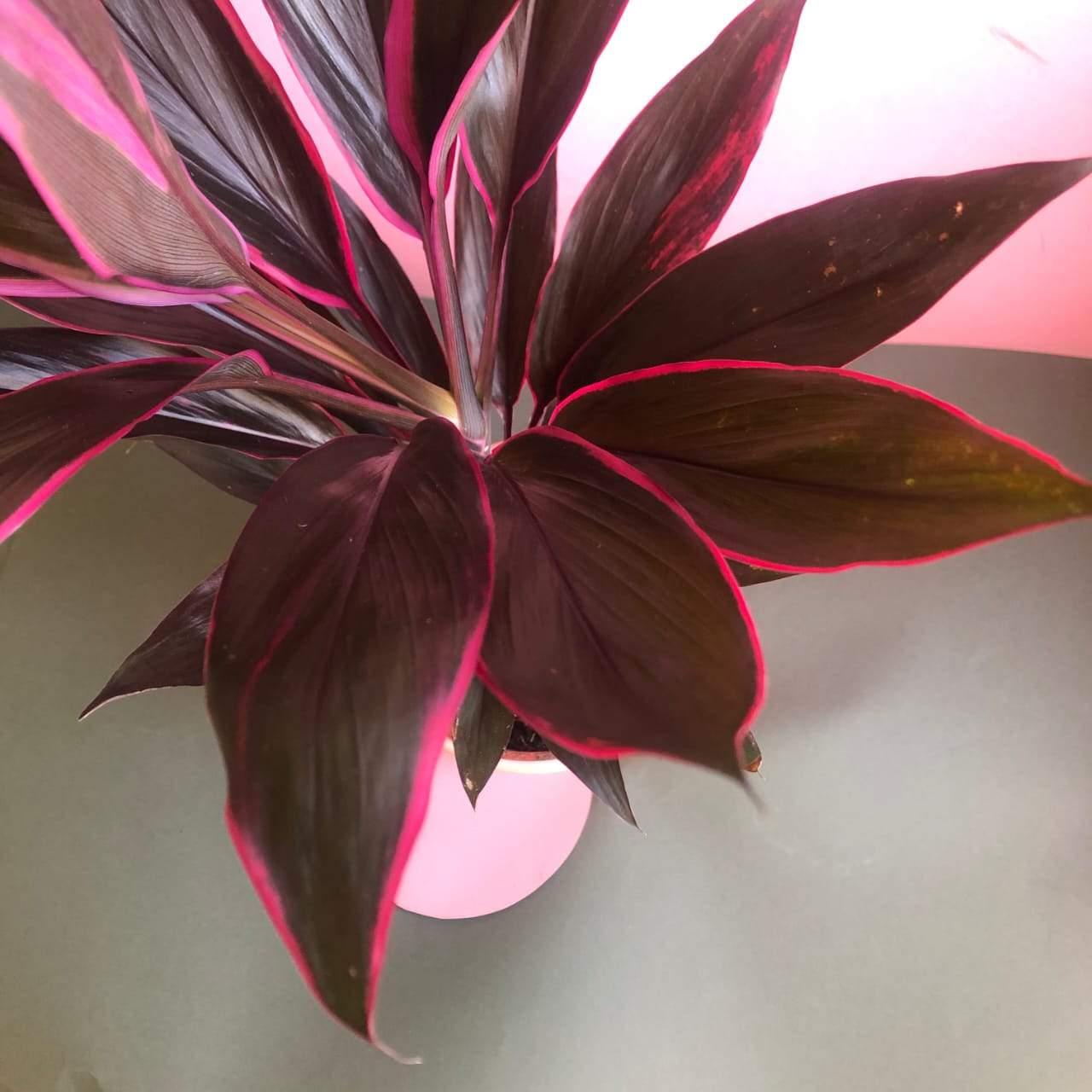 Cordyline Rubra Plant Studio LLC 