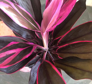 Cordyline Rubra Plant Studio LLC 