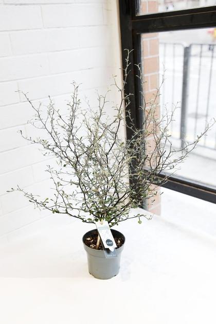 Corokia Maori Green