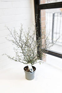Corokia Maori Green