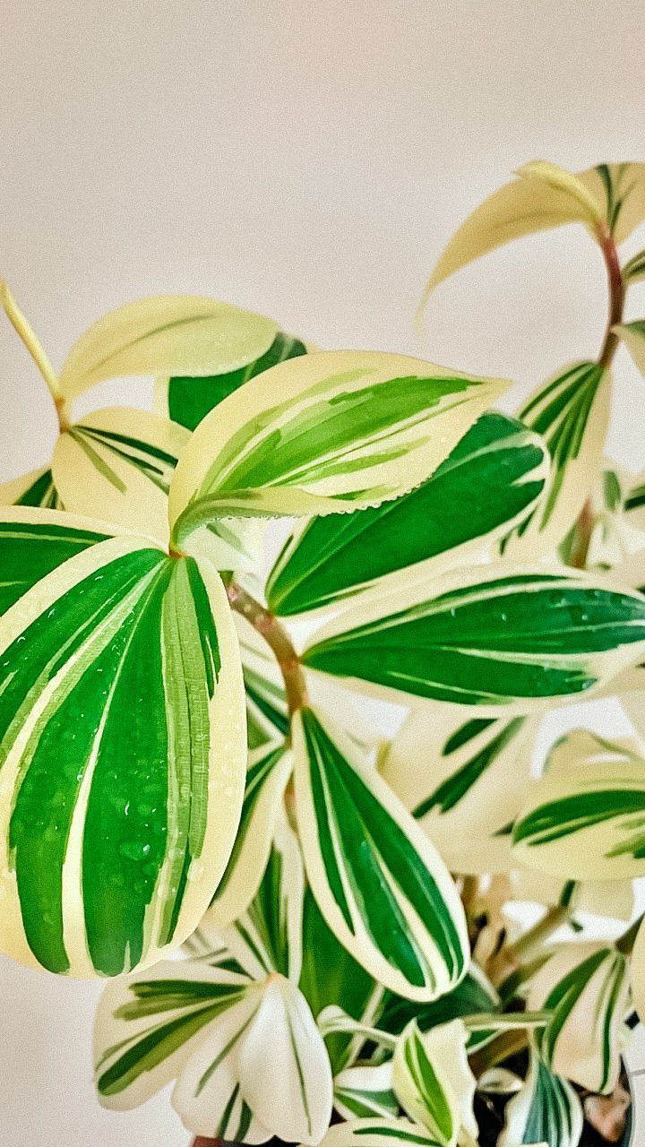 Costus Arabicus 'Variegated Spiral Ginger' Plant Studio LLC 