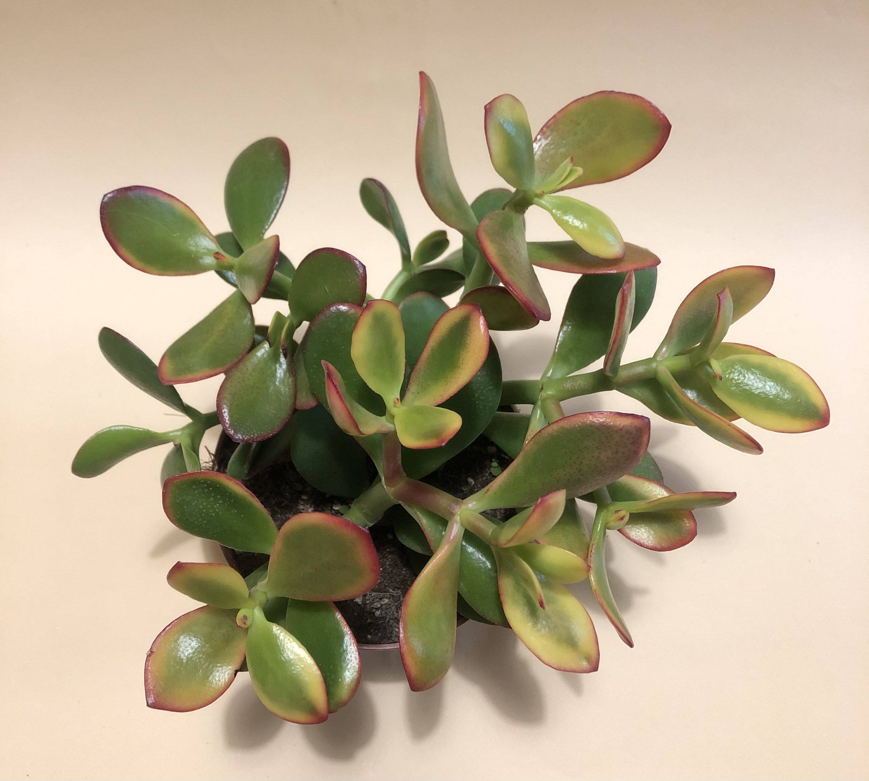 Crassula Ovata 'Jade Plant' Variegated Plant Studio LLC 