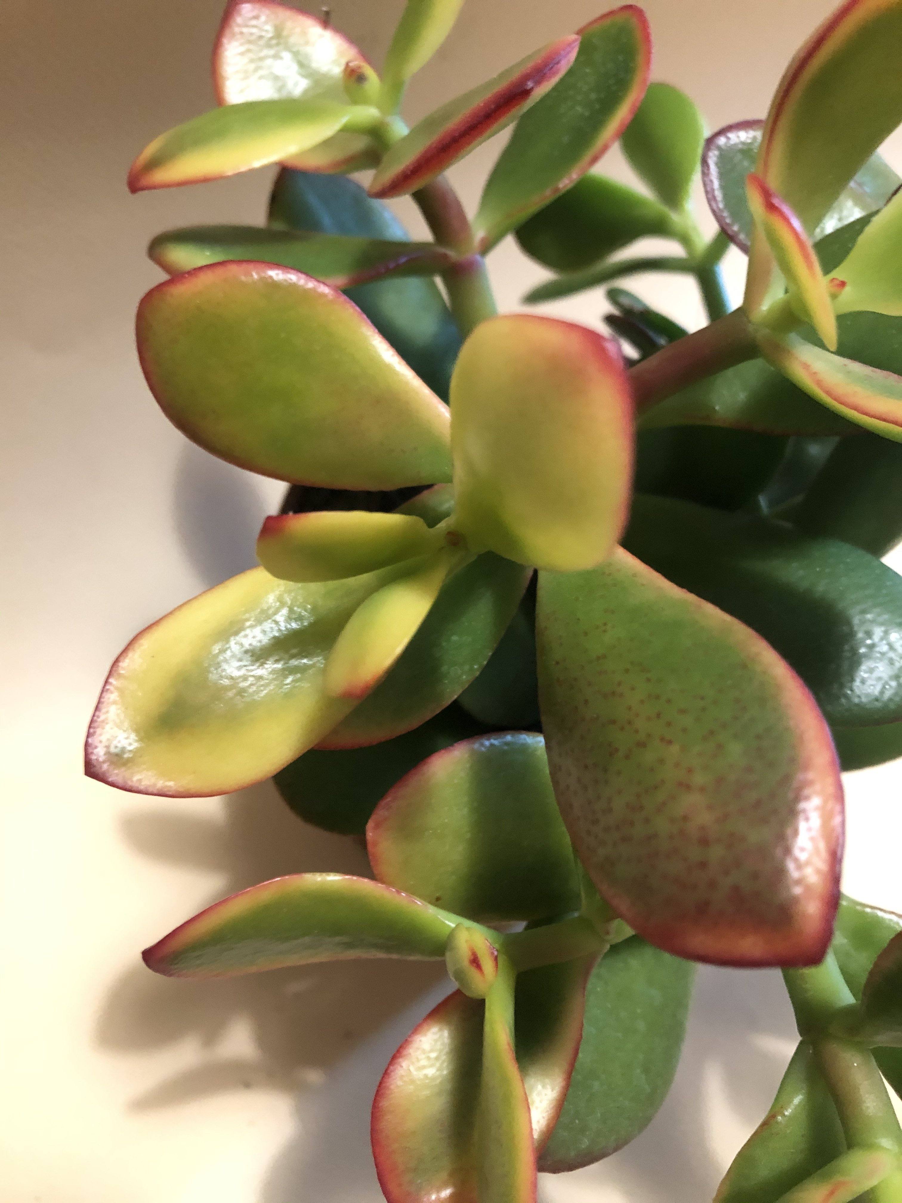 Crassula Ovata 'Jade Plant' Variegated Plant Studio LLC 