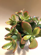 Crassula Ovata 'Jade Plant' Variegated Plant Studio LLC 