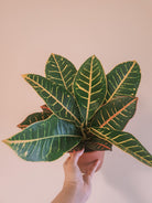 Croton Plant Studio LLC 