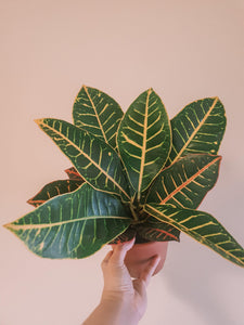 Croton Plant Studio LLC 