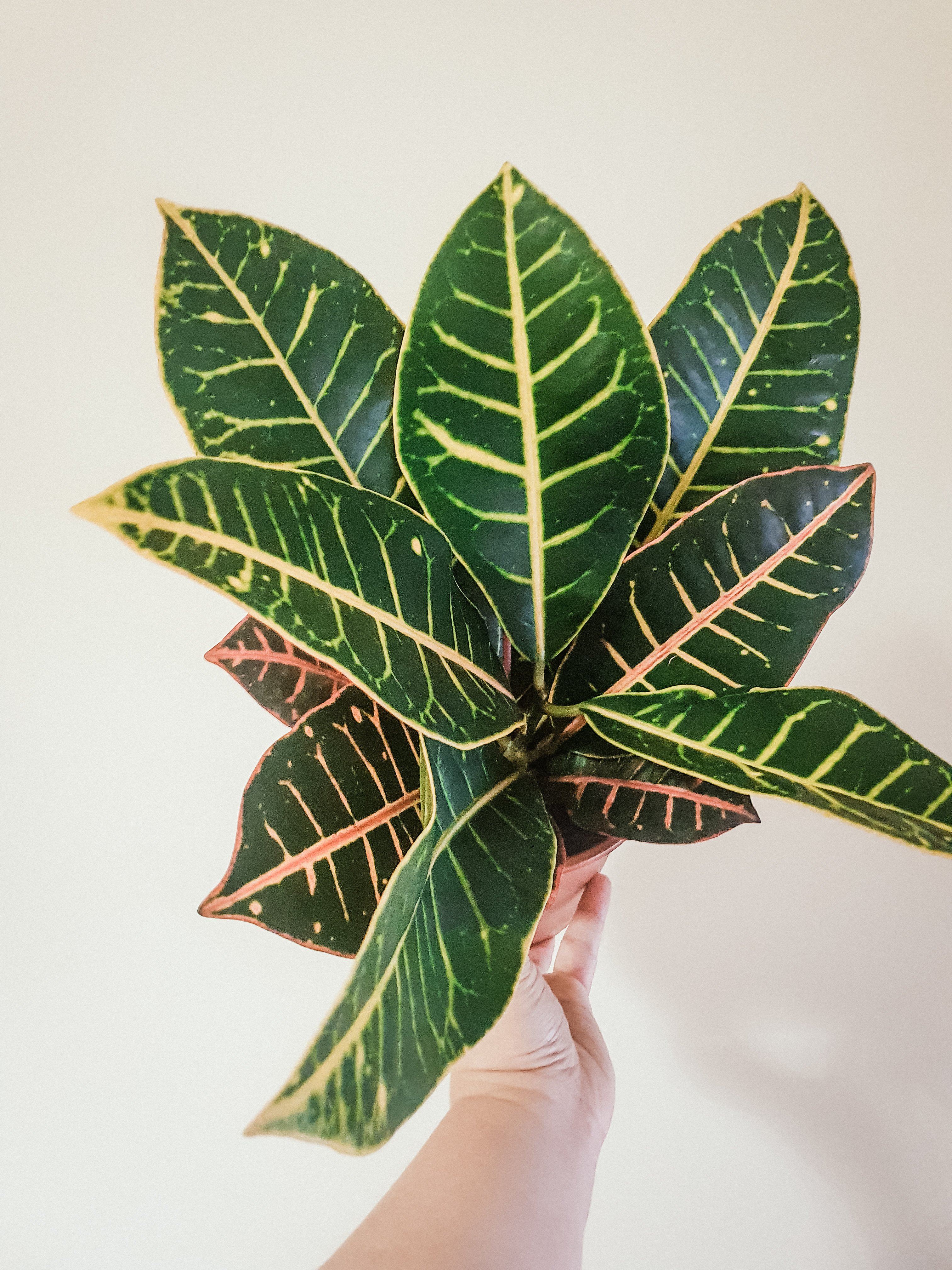 Croton Plant Studio LLC 