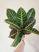 Croton Plant Studio LLC 