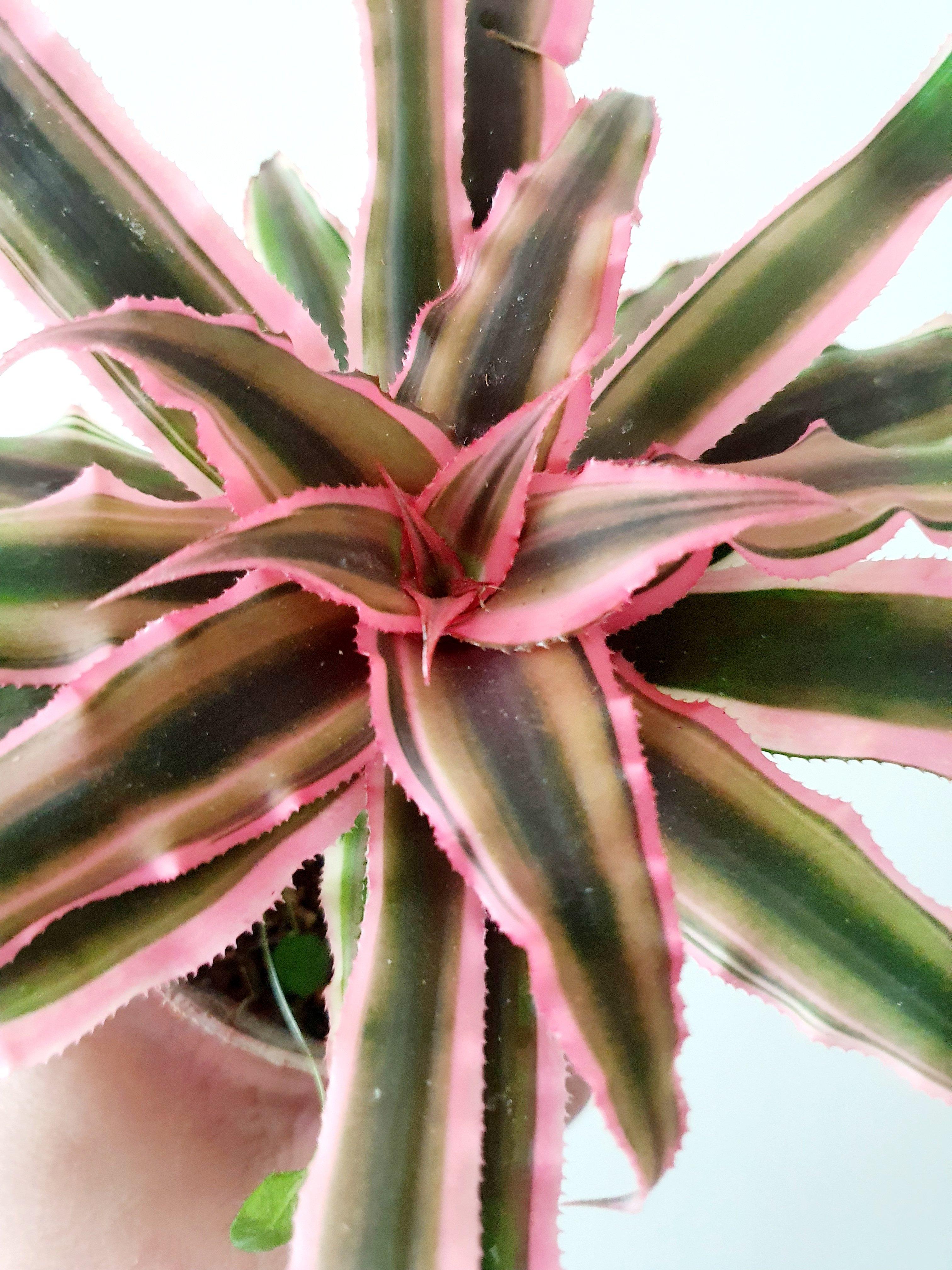 Cryptanthus Bromeliads 'Earth Stars' Plant Studio LLC 