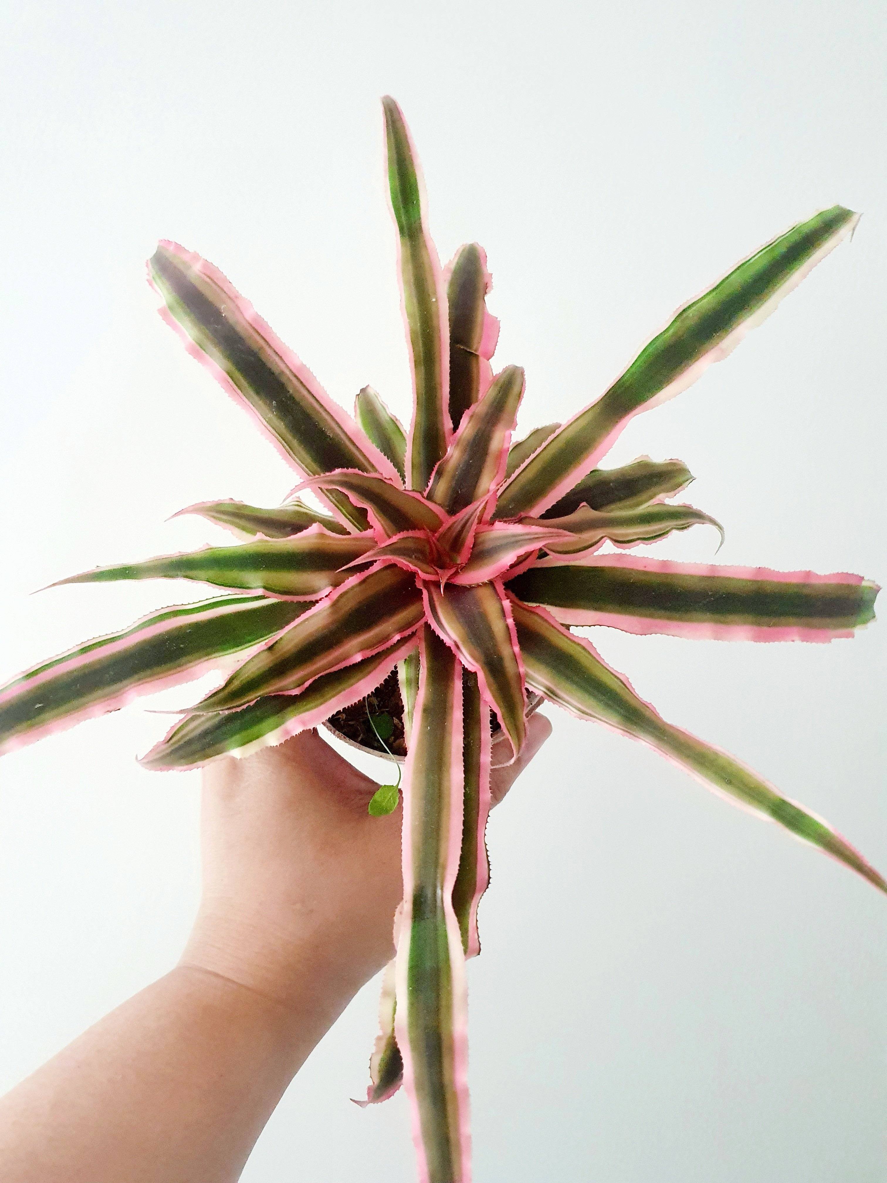 Cryptanthus Bromeliads 'Earth Stars' Plant Studio LLC 