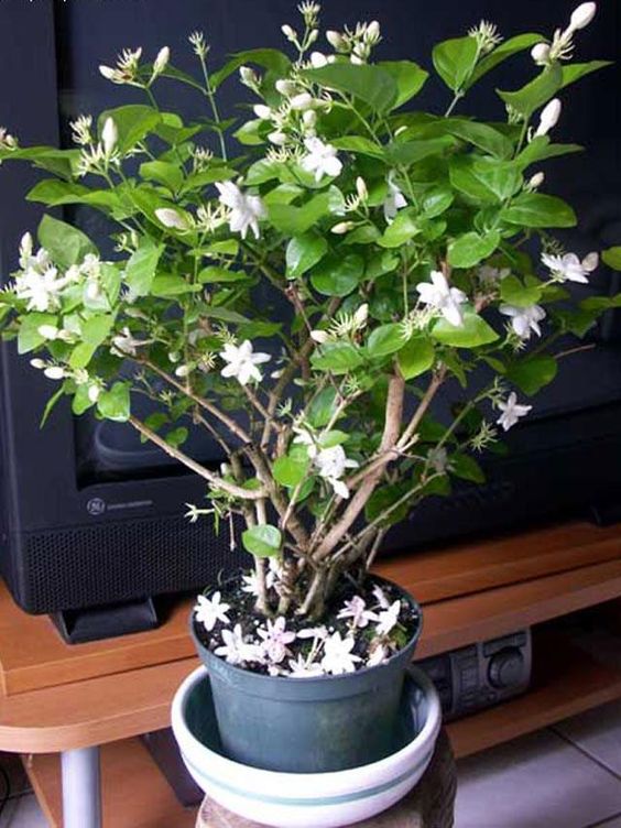 Jasminum Sambac 'Sampaguita, - Plant Studio LLC