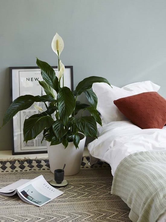 Spathiphyllum 'Peace Lily' - Plant Studio LLC