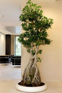 Ficus Microcarpa 3 meters