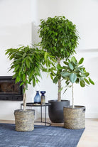 Ficus Amstel King - Plant Studio LLC